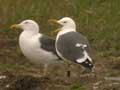 Goéland brun Larus fuscus graellsii