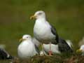 Goéland brun Larus fuscus