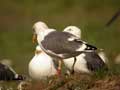 Goéland brun Larus fuscus