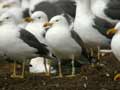 Goéland brun Larus fuscus