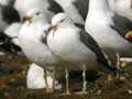 Goéland brun Larus fuscus