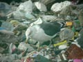 Goéland brun Larus fuscus graellsii