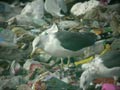 Goéland brun Larus fuscus graellsii