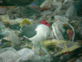 Goéland brun Larus fuscus graellsii