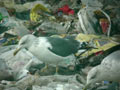 Goéland brun Larus fuscus graellsii