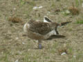 Goéland brun Larus fuscus graellsii