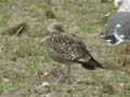 Goéland brun Larus fuscus graellsii