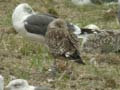 Goéland brun Larus fuscus graellsii