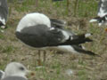 Goéland brun Larus fuscus graellsii