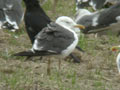 Goéland brun Larus fuscus graellsii