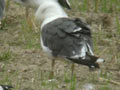 Goéland brun Larus fuscus graellsii