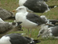 Goéland brun Larus fuscus graellsii