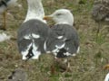 Goéland brun Larus fuscus graellsii