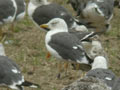 Goéland brun Larus fuscus graellsii