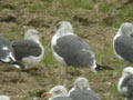 Goéland brun Larus fuscus graellsii