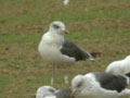 Goéland brun Larus fuscus graellsii