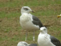 Goéland brun Larus fuscus graellsii