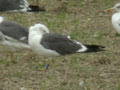 Goéland brun Larus fuscus graellsii