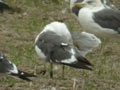 Goéland brun Larus fuscus graellsii