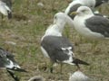 Goéland brun Larus fuscus graellsii