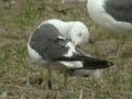 Goéland brun Larus fuscus graellsii