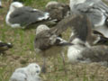 Goéland brun Larus fuscus graellsii