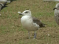 Goéland brun Larus fuscus graellsii