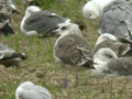 Goéland brun Larus fuscus graellsii