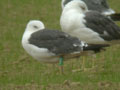 Goéland brun Larus fuscus graellsii