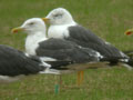 Goéland brun Larus fuscus graellsii