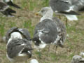 Goéland brun Larus fuscus graellsii