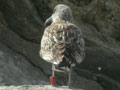 Goéland brun Larus fuscus graellsii