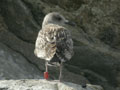 Goéland brun Larus fuscus graellsii