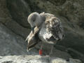 Goéland brun Larus fuscus graellsii