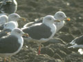 Goéland brun Larus fuscus graellsii E763