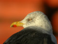 Goéland brun Larus fuscus graellsii