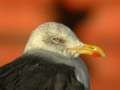 Goéland brun Larus fuscus graellsii