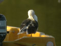 Goéland brun Larus fuscus graellsii ANAS