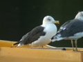 Goéland brun Larus fuscus graellsii ANAS