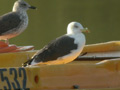 Goéland brun Larus fuscus graellsii ANAS