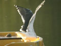 Goéland brun Larus fuscus graellsii ANAS