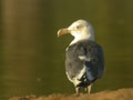 Goéland brun Larus fuscus graellsii