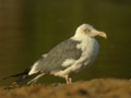 Goéland brun Larus fuscus graellsii