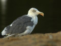 Goéland brun Larus fuscus graellsii