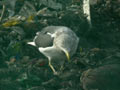 Goéland brun Larus fuscus