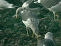 Goéland brun Larus fuscus