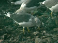 Goéland brun Larus fuscus