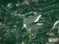 Goéland brun Larus fuscus