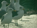 Goéland brun Larus fuscus TA9