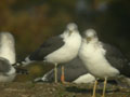 Goéland brun Larus fuscus